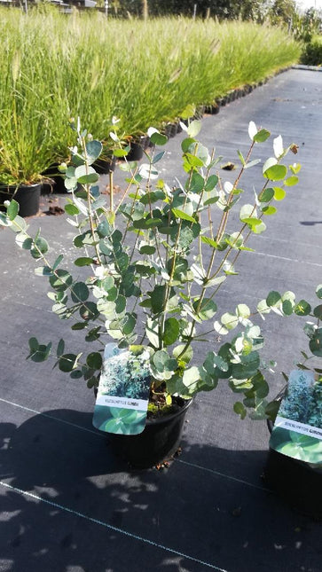 Eucalyptus gunnii - Winterharde Gomboom