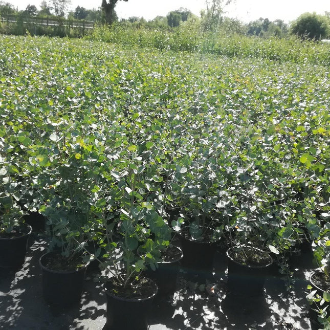 Eucalyptus gunnii - Winterharde Gomboom