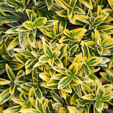 Euonymus japonicus 'Microphyllus Aureovariegatus' - Kardinaalsmuts