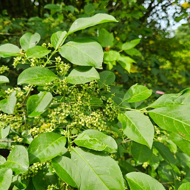 Euonymus kardinaalsmuts europeus helder blad 