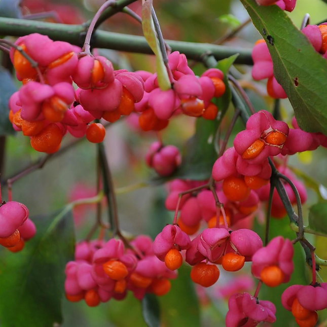 Euonymus kardinaalsmuts europeus mooie rood roze bessen