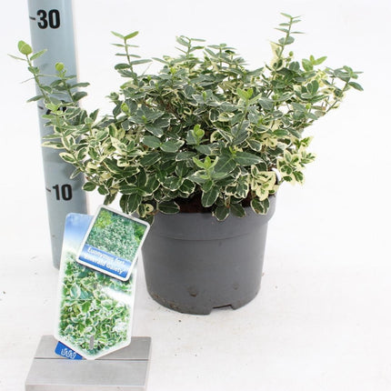 Euonymus fortunei 'Emerald Gaiety' - Kardinaalsmuts