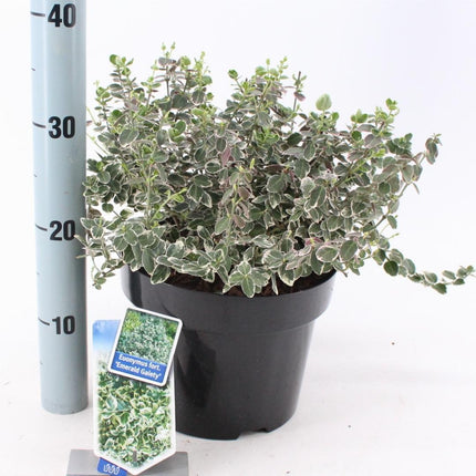 Euonymus fortunei 'Emerald Gaiety' - Kardinaalsmuts