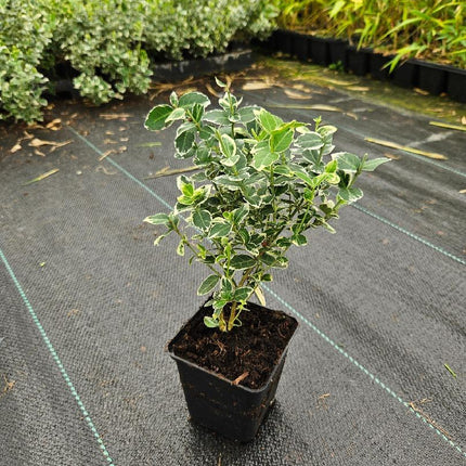 Euonymus fortunei 'Emerald Gaiety' - Kardinaalsmuts