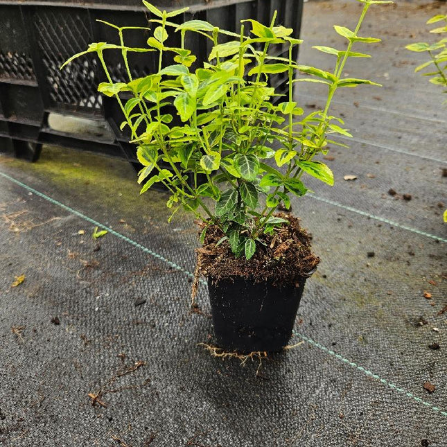 Euonymus fortunei 'Emerald 'n' Gold' - Kardinaalsmuts