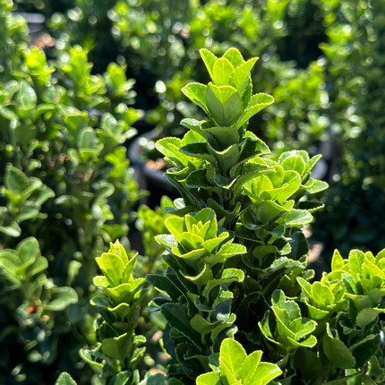 Euonymus japonicus 'Green Spire' -  Buxusvervanger