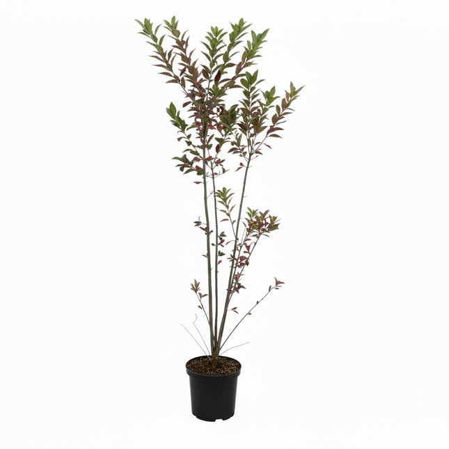 Euonymus europaeus Kardinaalsmuts inheemse haagplant in pot met witte achtergrond