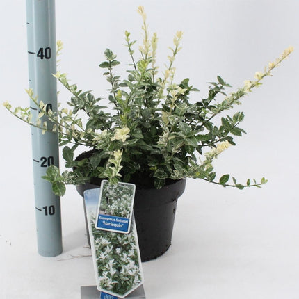 Euonymus fortunei 'Harlequin' - Kardinaalsmuts
