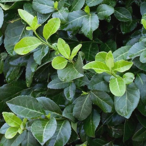 Euonymus fortunei 'Hort's Blaze' - Kardinaalsmuts