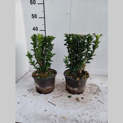 Euonymus japonicus 'Green Spire' -  Buxusvervanger