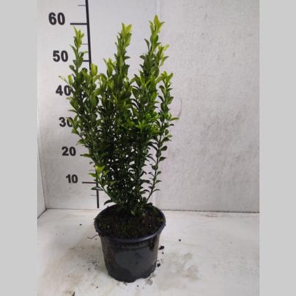Euonymus japonicus 'Green Spire' -  Buxusvervanger