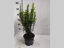 Afbeelding in Gallery-weergave laden, Euonymus japonicus &#39;Green Spire&#39; -  Buxusvervanger
