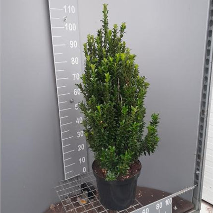 Euonymus japonicus 'Green Spire' -  Buxusvervanger