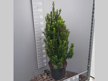 Afbeelding in Gallery-weergave laden, Euonymus japonicus &#39;Green Spire&#39; -  Buxusvervanger
