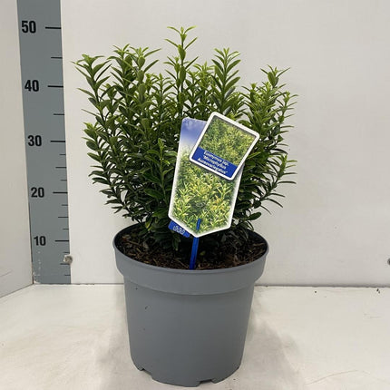 Euonymus japonicus 'Microphyllus Aureovariegatus' - Kardinaalsmuts