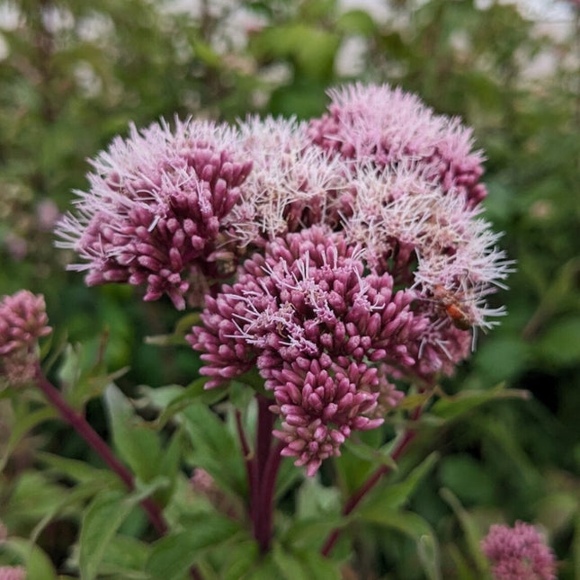 Eupatorium cannabinum (koninginnekruid) met roze, pluizige bloemschermen op roodachtige stelen, omringd door smal groen blad in een natuurlijke omgeving.