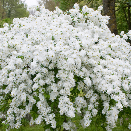 Exochorda 'The Bride' - Parelstruik