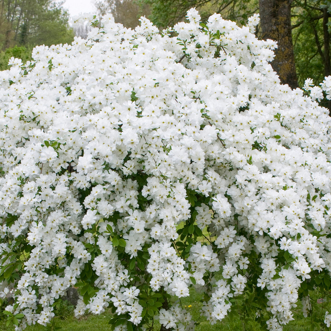 Exochorda 'The Bride' - Parelstruik