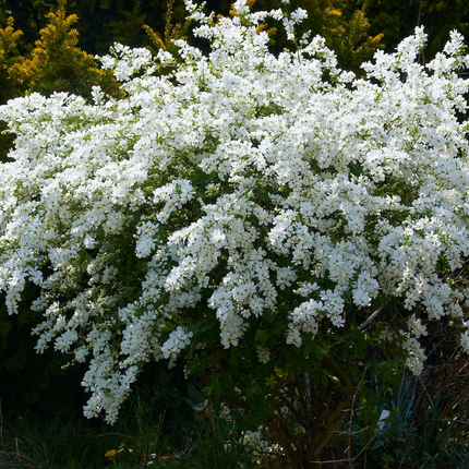 Exochorda 'The Bride' - Parelstruik