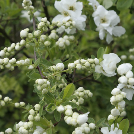Exochorda 'The Bride' - Parelstruik