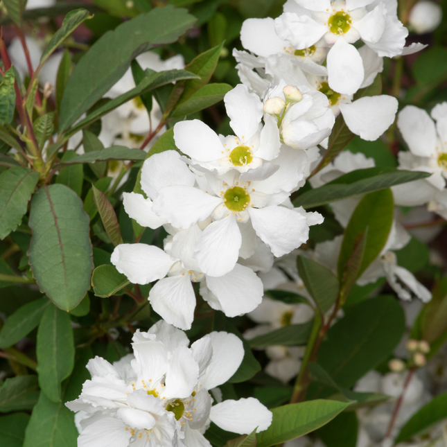 Exochorda racemosa 'Blushing Pearl' - Parelstruik