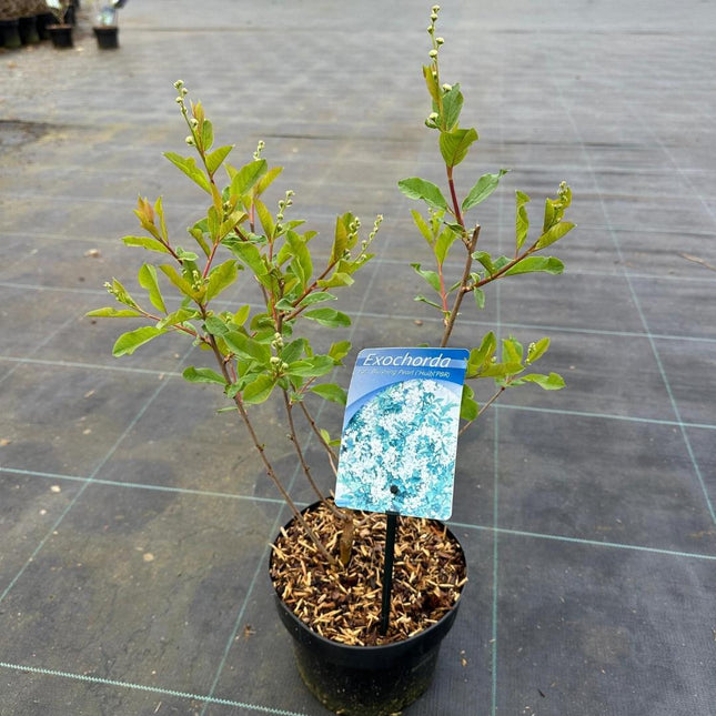Exochorda racemosa 'Blushing Pearl' - Parelstruik
