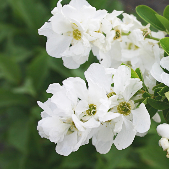 Exochorda racemosa 'Niagara' - Parelstruik