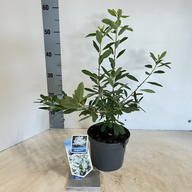 Exochorda racemosa 'Niagara' - Parelstruik