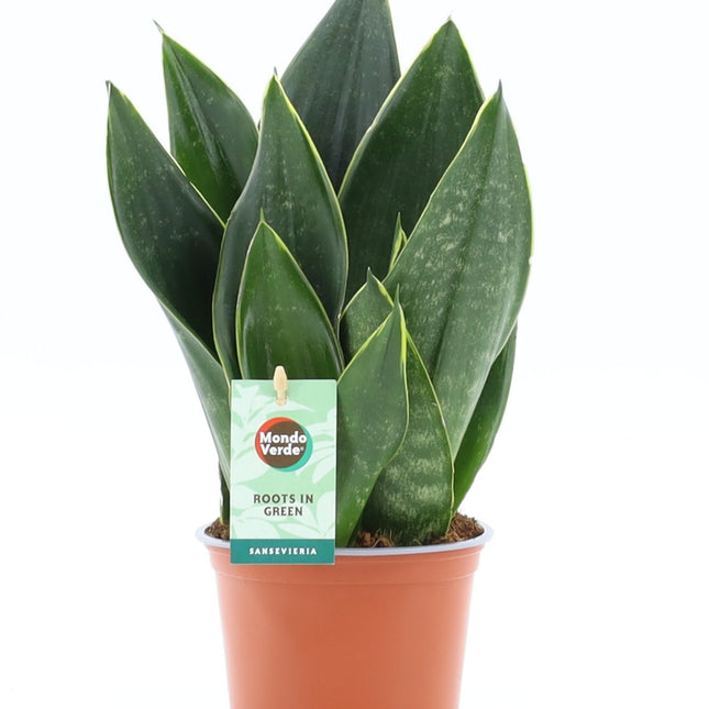 Sansevieria Black Diamond - Vrouwentong 6 stuks