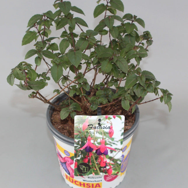 Fuchsia 'Mrs Popple' - Bellenplant