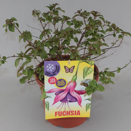 Fuchsia 'Mrs Popple' - Bellenplant