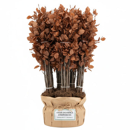 Losstaande bos Fagus sylvatica ‘Atropunicea’ rode beukenhaag met blote wortels en paarsrood blad, geschikt voor een dichte haag