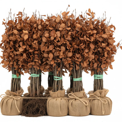 Bundel Fagus sylvatica haagplanten met ovale groene bladeren en fijne vertakking, los verkocht per bos