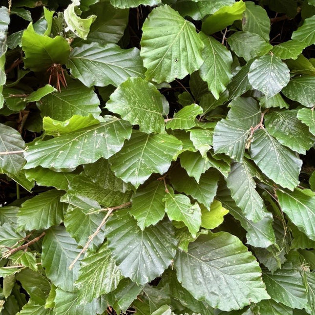 Fagus sylvatica - Groene beukenhaag blote wortel
