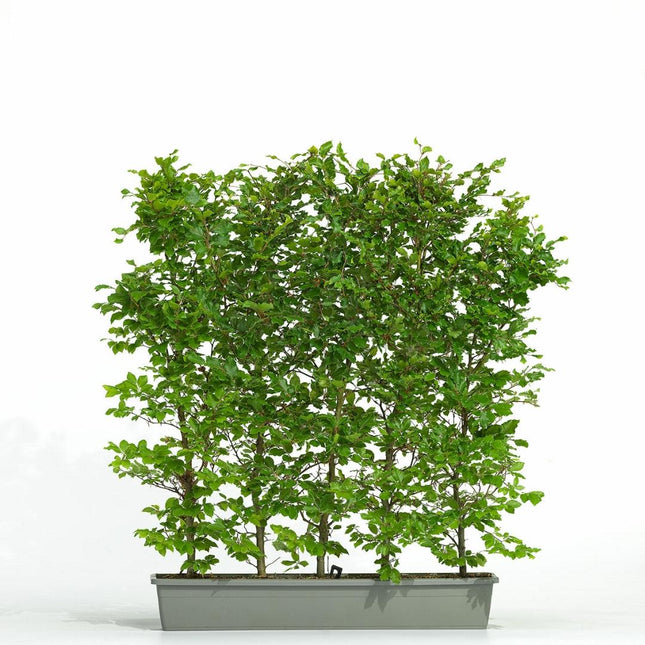 Fagus sylvatica - Groene beukenhaag - Kant-en-klaar haag