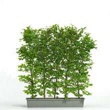 Afbeelding in Gallery-weergave laden, Fagus sylvatica - Groene beukenhaag in haagelement
