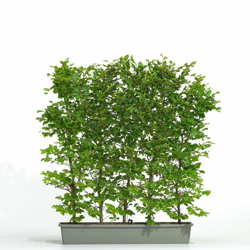 Fagus sylvatica - Groene beukenhaag in haagelement