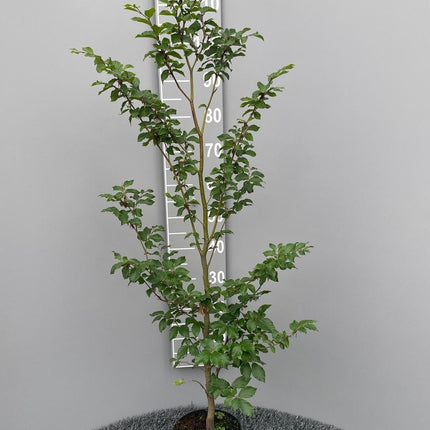 Fagus sylvatica - Groene beukenhaag in pot  - Pakket voor 10 meter