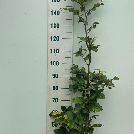 Fagus sylvatica - Groene beukenhaag in pot  - Pakket voor 10 meter
