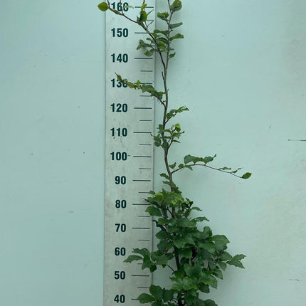 Fagus sylvatica - Groene beukenhaag in pot  - Pakket voor 10 meter