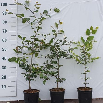 Fagus sylvatica - Groene beukenhaag in pot  - Pakket voor 10 meter