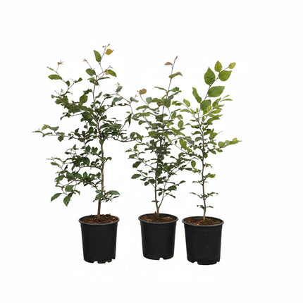 3 beukenhagen in pot met witte achtergrond