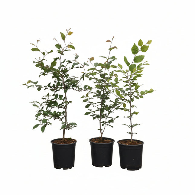 3 beukenhagen in pot met witte achtergrond