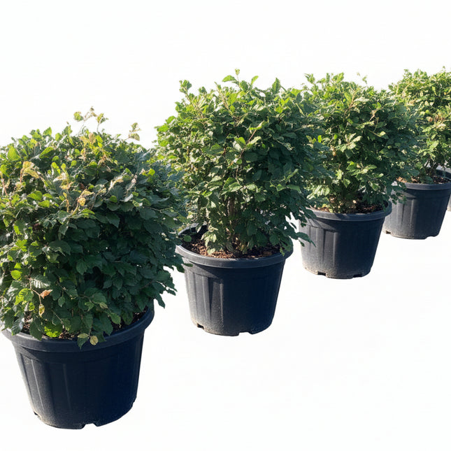 Beukenhaag Bol 50-60 cm in pot – Fagus sylvatica Bol