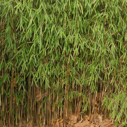 Fargesia 'Jiuzhaigou' – Niet woekerende bamboehaag pakket 10 meter