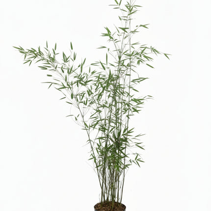 Fargesia ‘Obelisk’ niet woekerende bamboe in pot met compacte, opgaande groei en frisgroen blad.