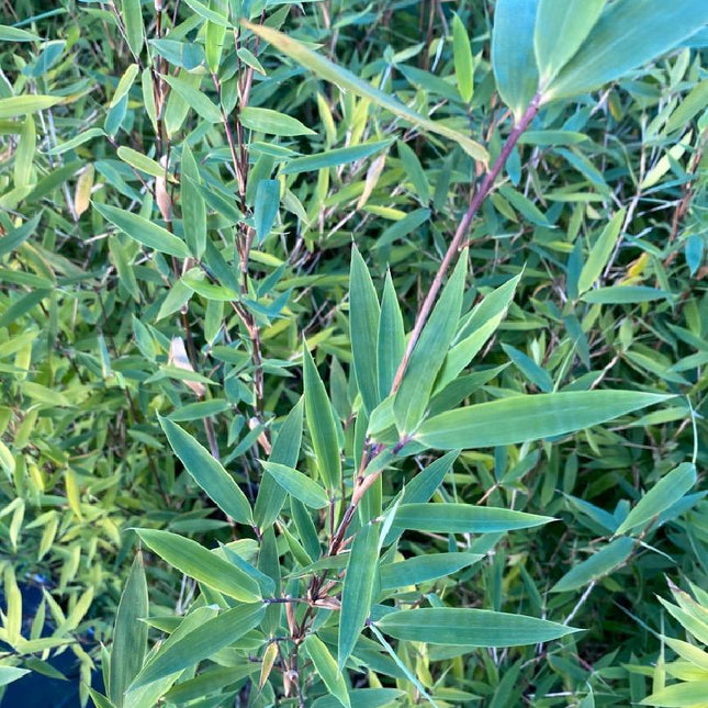 Close up van het blad van de Niet-woekerende bamboe Fargesia ‘Winter Joy’ wintergroen
