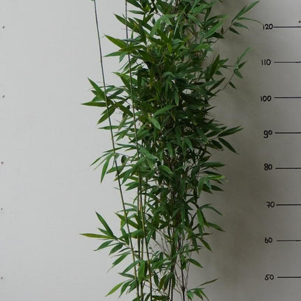 Fargesia nitida ‘Black Pearl’ als niet-woekerende in pot groot en hoog