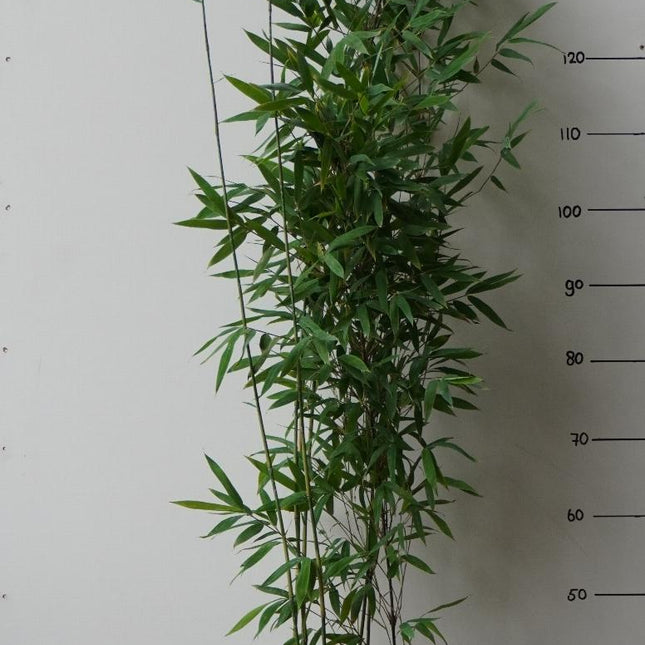 Fargesia nitida ‘Black Pearl’ als niet-woekerende in pot groot en hoog