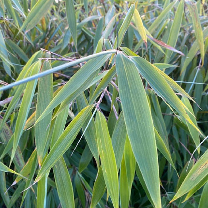 Fargesia robusta 'Wolong' - Niet woekerende bamboe
